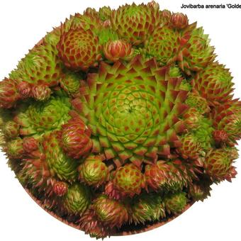 Sempervivum