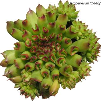 Sempervivum