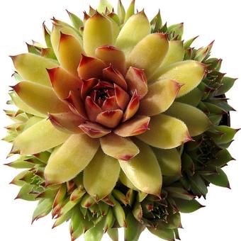 Sempervivum