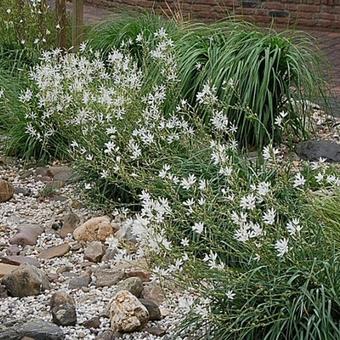 Anthericum liliago