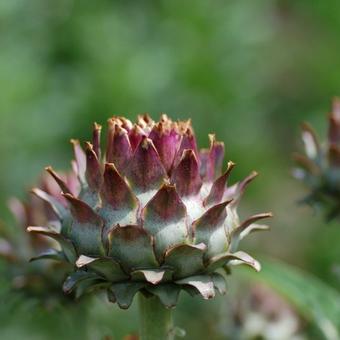 Cynara scolymus