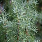 Juniperus communis - Jeneverbes