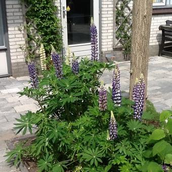 Lupinus