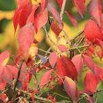 Euonymus alatus    - Kardinaalsmuts, kardinaalshoed