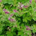 Geranium phaeum 'Rose Madder' - Ooievaarsbek