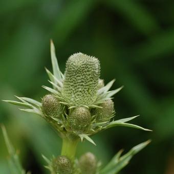 Eryngium agavifolium