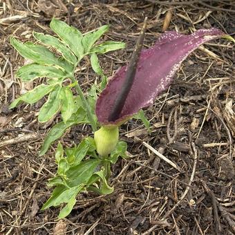 Dracunculus vulgaris