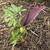 Dracunculus vulgaris