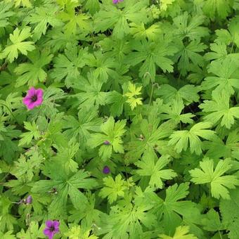 Geranium 'Ann Folkard'