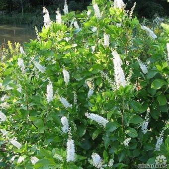 Clethra alnifolia