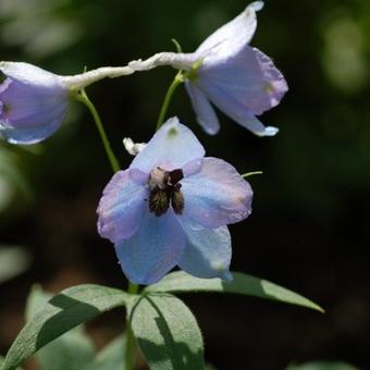 Delphinium 'Morgentau'