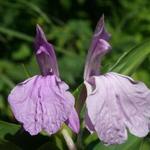 Roscoea purpurea - Gemberorchidee