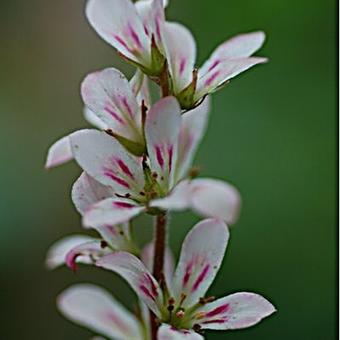 Francoa sonchifolia