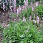 Francoa sonchifolia - Bruidskrans