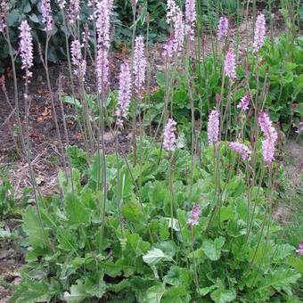 Francoa sonchifolia