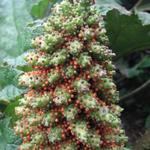 Gunnera tinctoria - Reuzenrabarber