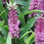 Eucomis humilis 'Twinkle Stars'  - Kuiflelie / ananasplant