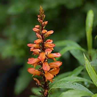 Isoplexis canariensis