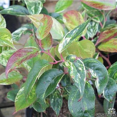 Leucothoe fontanesiana 'Rainbow' - Druifheide