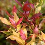 Druifheide - Leucothoe axillaris ‘Scarletta’