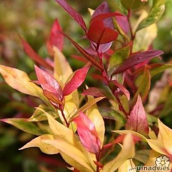 Leucothoe axillaris ‘Scarletta’