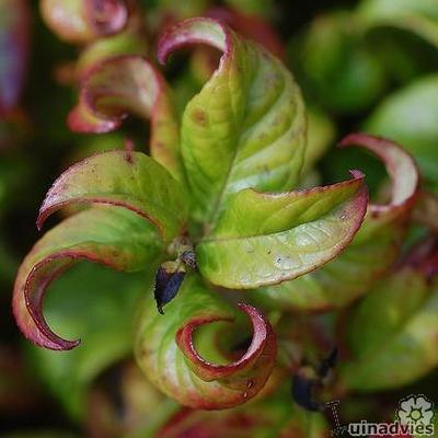 Leucothoe axillaris 'Curly Red' - Druifheide