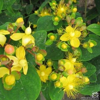 Hypericum x inodorum