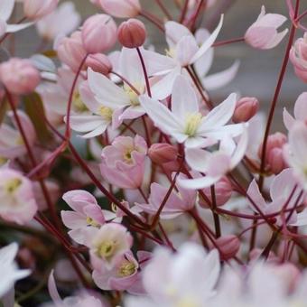 Clematis armandii 'Apple Blossom'