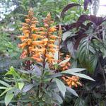 Isoplexis canariensis - Isoplexis