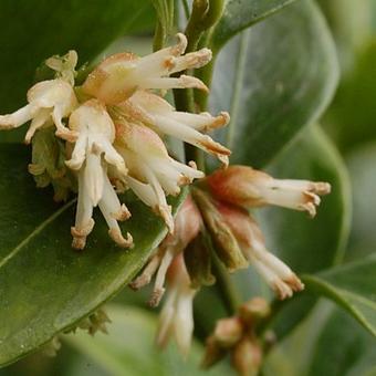 Sarcococca