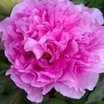 Paeonia suffruticosa