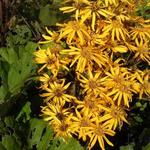 Ligularia dentata - Kruiskruid