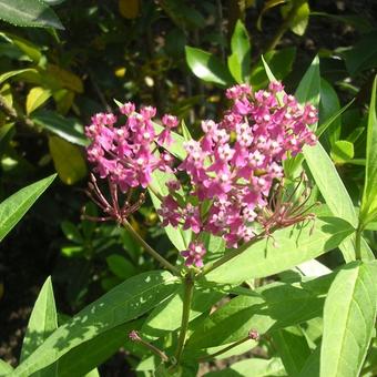 Asclepias incarnata 'Cinderella'