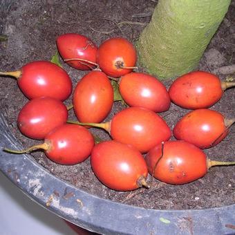 Solanum betaceum