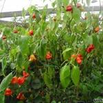 Capsicum baccatum. Bishop's Crown - Peper, chilipeper