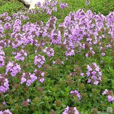 Wilde tijm, kleine tijm - Thymus serpyllum