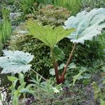 Rheum palmatum var. tanguticum - Russische rabarber