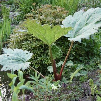 Rheum palmatum var. tanguticum - Russische rabarber