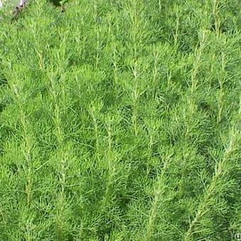 Artemisia abrotanum