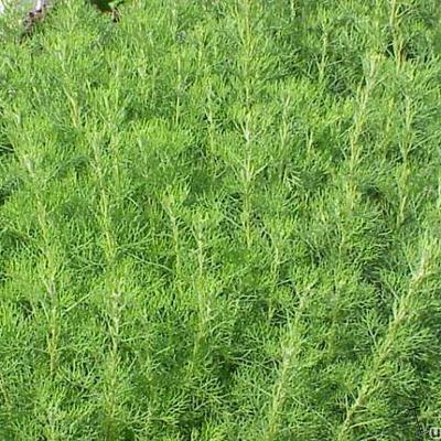 Citroenkruid - Artemisia abrotanum