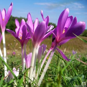 Colchicum autumnale 'Major'