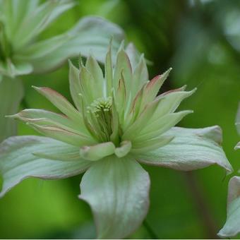 Clematis montana 'Marjorie'