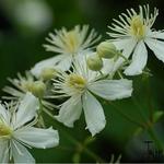 Clematis vitalba 'Paul Farges' - Bosrank