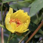 Paeonia delavayi var. lutea - Struikpioen