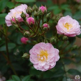 Rosa 'Little Rambler'