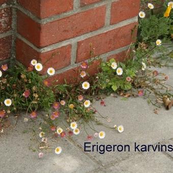 Erigeron