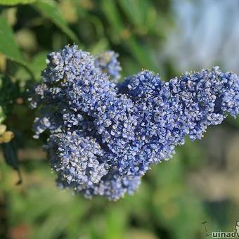 Ceanothus griseus 'Yankee Point'