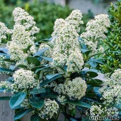 Skimmia - Skimmia japonica 'Finchy'