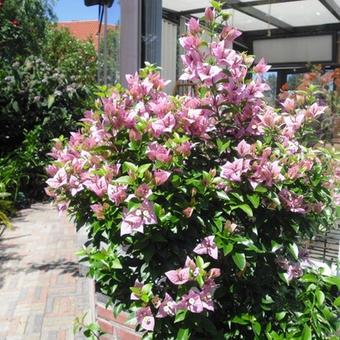 Bougainvillea