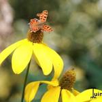 Rudbeckia nitida - Zonnehoed